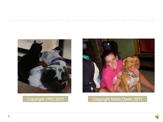 Copyright VRC 2011Copyright Malia Owen 2011