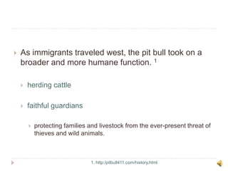 As immigrants traveled west, the pit bull took on a broader and more humane function. 1herding cattle faithful guardiansprotecting families and livestock from the ever-present threat of thieves and wild animals. 1. http:/pitbull411.com/history.html