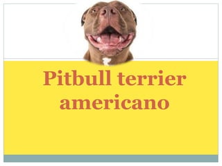 Pitbull terrier
americano
 