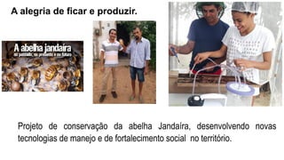 A alegria de ficar e produzir.
Projeto de conservação da abelha Jandaíra, desenvolvendo novas
tecnologias de manejo e de fortalecimento social no território.
 