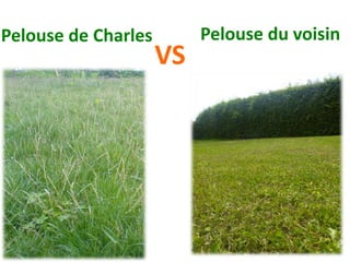 Pelouse de Charles Pelouse du voisin
VS
 