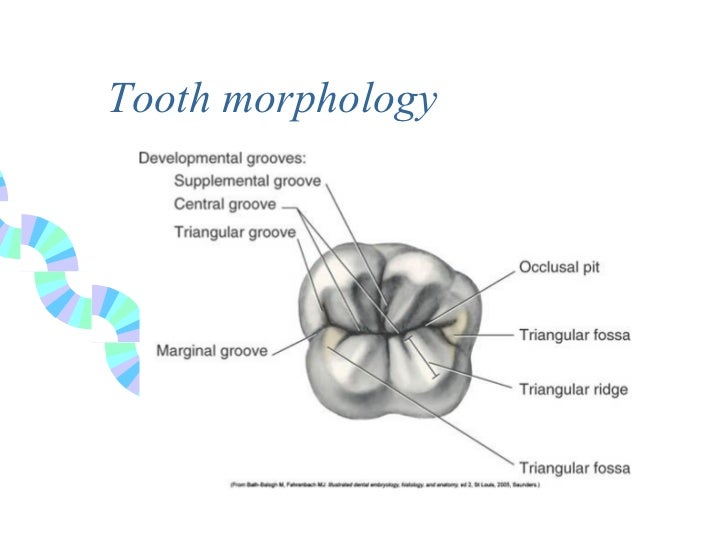 Pit & fissure sealants (1)