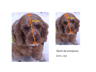 Pitágoras. Semejanza de triángulos
