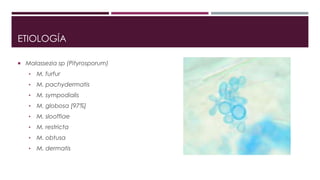 ETIOLOGÍA 
 Malassezia sp (Pityrosporum) 
• M. furfur 
• M. pachydermatis 
• M. sympodialis 
• M. globosa [97%] 
• M. slooffiae 
• M. restricta 
• M. obtusa 
• M. dermatis 
 