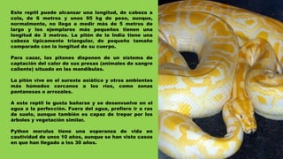 Este reptil puede alcanzar una longitud, de cabeza a
cola, de 6 metros y unos 95 kg de peso, aunque,
normalmente, no llega a medir más de 5 metros de
largo y los ejemplares más pequeños tienen una
longitud de 3 metros. La pitón de la India tiene una
cabeza típicamente triangular, de pequeño tamaño
comparado con la longitud de su cuerpo.
Para cazar, las pitones disponen de un sistema de
captación del calor de sus presas (animales de sangre
caliente) situado en las mandíbulas.
La pitón vive en el sureste asiático y otros ambientes
más húmedos cercanos a los ríos, como zonas
pantanosas o arrozales.
A este reptil le gusta bañarse y se desenvuelve en el
agua a la perfección. Fuera del agua, prefiere ir a ras
de suelo, aunque también es capaz de trepar por los
árboles y vegetación similar.
Python morulus tiene una esperanza de vida en
cautividad de unos 10 años, aunque se han visto casos
en que han llegado a los 30 años.
 