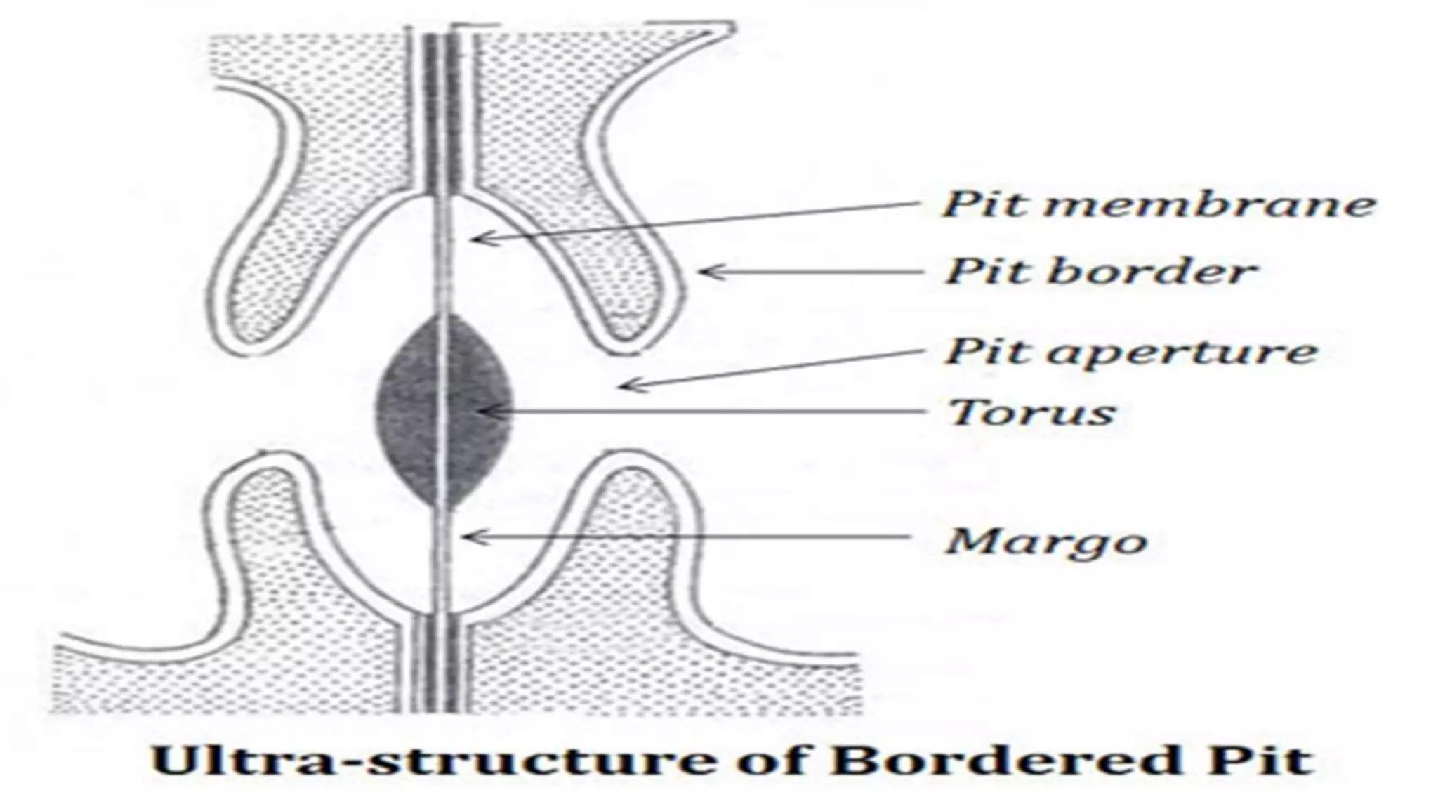 Paricular Pit Pits and its types by Sohail | PPTX