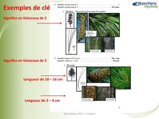 Exemples	
  de	
  clé	
  
Aiguilles	
  en	
  faisceaux	
  de	
  5	
  

Aiguilles	
  en	
  faisceaux	
  de	
  2	
  

Longueur	
  de	
  10	
  –	
  16	
  cm	
  

Longueur	
  de	
  2	
  –	
  4	
  cm	
  
Géoma&que	
  2013	
  -­‐	
  3	
  octobre	
  

 