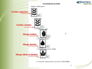 Feuilles	
  opposées	
  

Feuilles	
  simples	
  

Marge	
  en?ère	
  

Marge	
  dentée	
  

Marge	
  lobée	
  et	
  dentée	
  

Géoma&que	
  2013	
  -­‐	
  3	
  octobre	
  

 