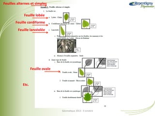 Feuilles	
  alternes	
  et	
  simples	
  
Feuille	
  lobée	
  
Feuille	
  cordiforme	
  
Feuille	
  lancéolée	
  

Feuille	
  ovale	
  

Etc.	
  

Géoma&que	
  2013	
  -­‐	
  3	
  octobre	
  

 