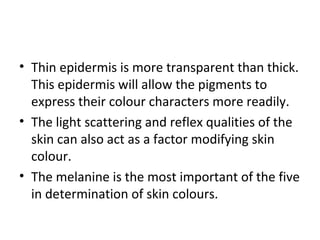 • Thin epidermis is more transparent than thick.
This epidermis will allow the pigments to
express their colour characters more readily.
• The light scattering and reflex qualities of the
skin can also act as a factor modifying skin
colour.
• The melanine is the most important of the five
in determination of skin colours.
 
