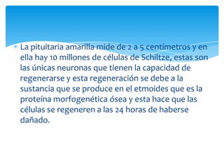 La pituitaria amarilla mide de 2 a 5 centímetros y en
ella hay 10 millones de células de Schiltze, estas son
las únicas neuronas que tienen la capacidad de
regenerarse y esta regeneración se debe a la
sustancia que se produce en el etmoides que es la
proteína morfogenética ósea y esta hace que las
células se regeneren a las 24 horas de haberse
dañado.

 