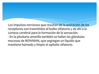 Los impulsos nerviosos que resultan de la activación de los
receptores son trasmitidos al bulbo olfatorio y de ahí a la
corteza cerebral para la formación de la sensación.
- En la pituitaria amarilla también se hallan las glándulas
mucosas de BOWMAN, que segregan un líquido que
mantiene húmedo y limpio el epitelio olfatorio.

 