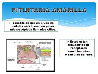  constituida por un grupo de
células nerviosas con pelos
microscópicos llamados cilios.

 Estos están
recubiertos de
receptores
sensibles a las
moléculas del olor.

 