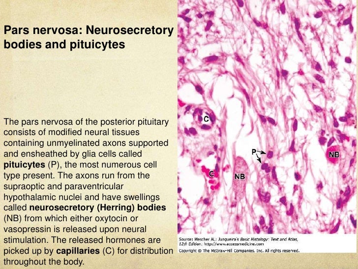 Pituitary