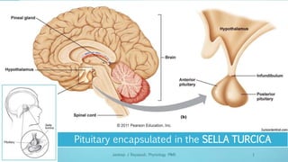 Pituitary encapsulated in the SELLA TURCICA
03/09/2019 Jaideep J Rayapudi, Physiology PIMS 1
 
