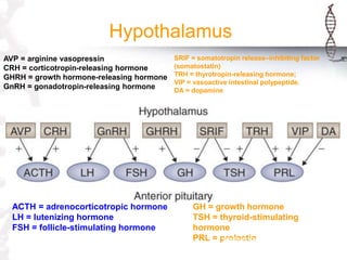 Pituitary disorders 1 growth hormone | PPSX