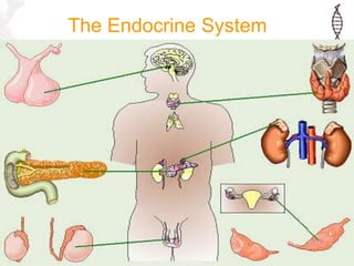 The Endocrine System
 