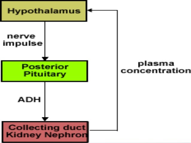 Pituitary Disorders 3