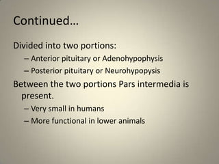 Continued…Divided into two portions:Anterior pituitary or AdenohypophysisPosterior pituitary or NeurohypopysisBetween the two portions Pars intermedia is present.Very small in humans More functional in lower animals