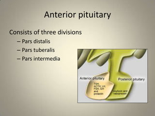 Anterior pituitaryConsists of three divisionsPars distalisPars tuberalisPars intermedia