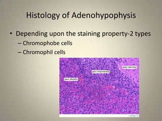 Histology of AdenohypophysisDepending upon the staining property-2 typesChromophobe cellsChromophil cells