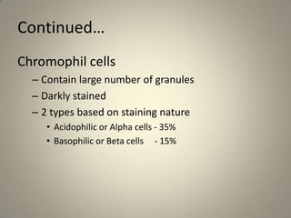 Continued…Chromophil cellsContain large number of granulesDarkly stained2 types based on staining natureAcidophilic or Alpha cells - 35%Basophilic or Beta cells     - 15%