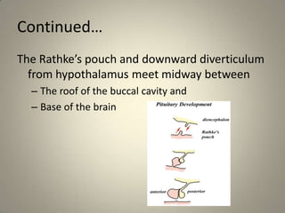 Continued…The Rathke’s pouch and downward diverticulum from hypothalamus meet midway betweenThe roof of the buccal cavity and Base of the brain