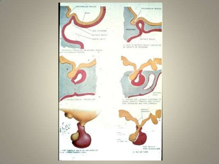 Pituitary gland