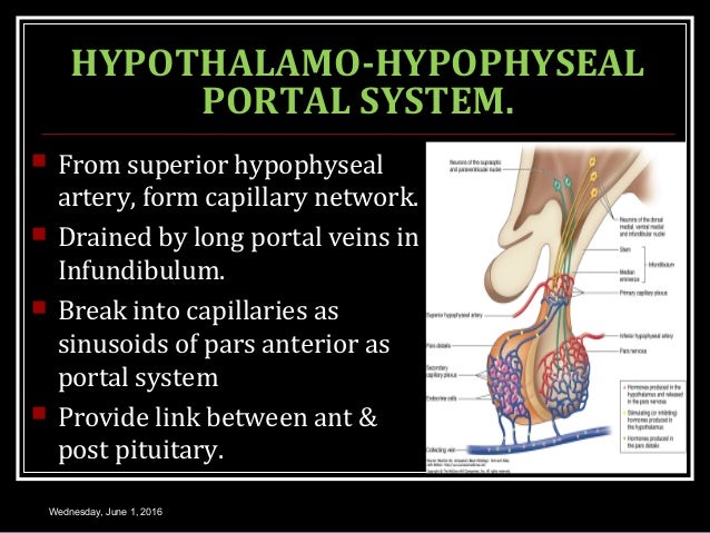 ANTERIOR PITUITARY GLAND