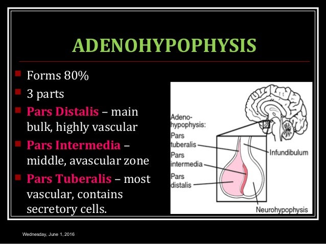 ANTERIOR PITUITARY GLAND
