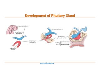 www.medicoapps.org
Development of Pituitary Gland
 