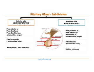 www.medicoapps.org
Pituitary Gland- Subdivision
Anterior lobe
ADENOHYPOPHYSIS
Posterior lobe
NEUROHYPOPHYSIS
Pars anterior or
Pars distalis or
Pars glandularis or
Anterior lobe proper
Pars posterior or
Pars nervosa or
Neural lobe or
Posterior lobe proper
Pars intermedia
( intermediate lobe).
Tuberal lobe ( pars tuberalis)
Infundibulum
(Infundibular stem)
Median eminence
 