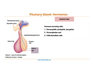 www.medicoapps.org
Pituitary Gland- Hormones
Hormone secreting cells:
1. Chromophills (acidophils, basophils)
2. Chromophobes and
3. Folliculostellate cells
Anterior lobe:
 