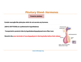 www.medicoapps.org
Pituitary Gland- Hormones
Contain neuroglia like pituicytes which do not secrete any hormone.
(ADH & OXYTOCIN) are synthesized in hypothalamus
Transported to posterior lobe by hypothalamohypophyseal nerve fiber tract.
Stored in the axon terminals of neurohypophysis in Herring bodies before their release
Posterior pituitary
 