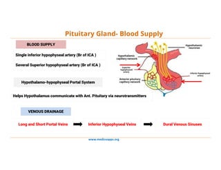 www.medicoapps.org
Pituitary Gland- Blood Supply
Hypothalamo-hypophyseal Portal System
BLOOD SUPPLY
Single inferior hypophyseal artery (Br of ICA )
Several Superior hypophyseal artery (Br of ICA )
Helps Hypothalamus communicate with Ant. Pituitary via neurotransmitters
VENOUS DRAINAGE
Long and Short Portal Veins Inferior Hypophyseal Veins Dural Venous Sinuses
 
