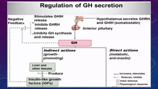 Tp Flag Functional Anatomy and Hormonal Regulation of the Pituitary Gland | PPTX