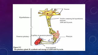 Tp Flag Functional Anatomy and Hormonal Regulation of the Pituitary Gland | PPTX