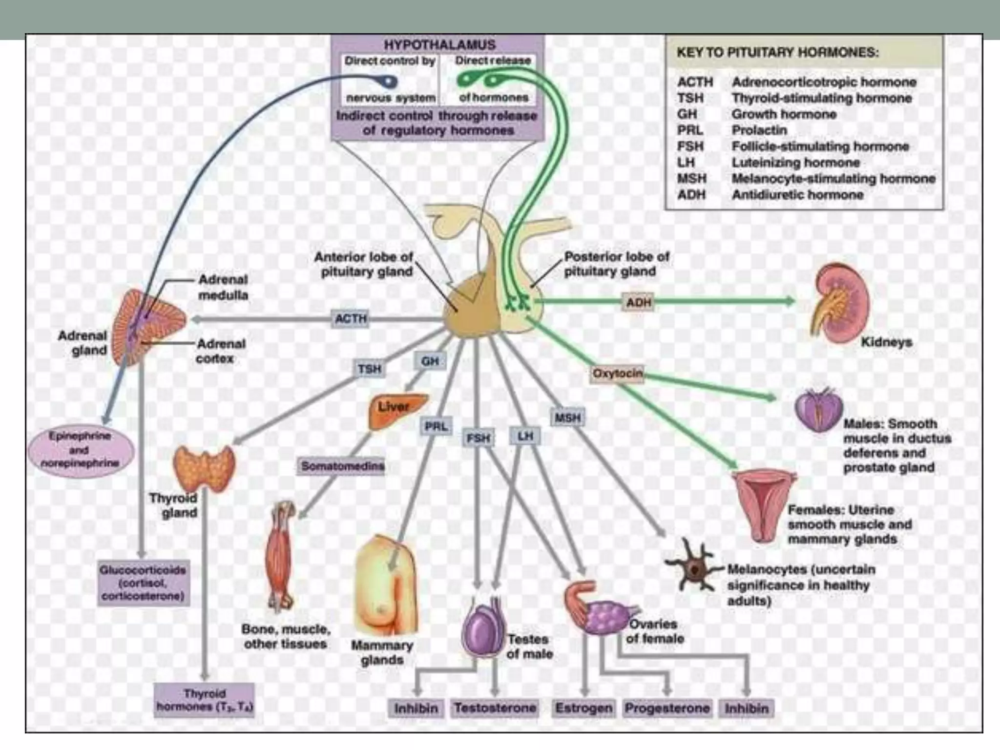 Pituitary gland disorders pptx