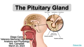 Diego Cano
Veterans Memorial High School
Anatomy and Physiology
Mrs. Campbell
March 23, 2023
The Pituitary Gland
Picture Cite
 