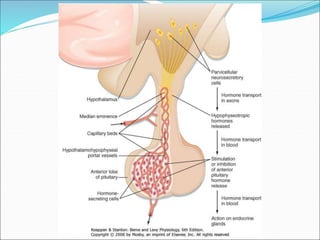 Tp Flag physiology of the human pituitary+gland.pptx
