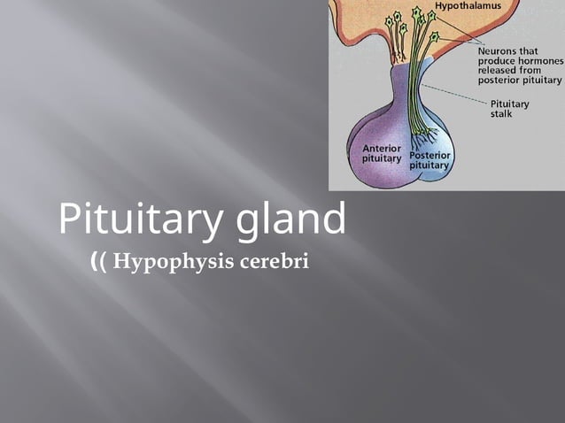 Pituitary gland physiology and anatomy.pptx