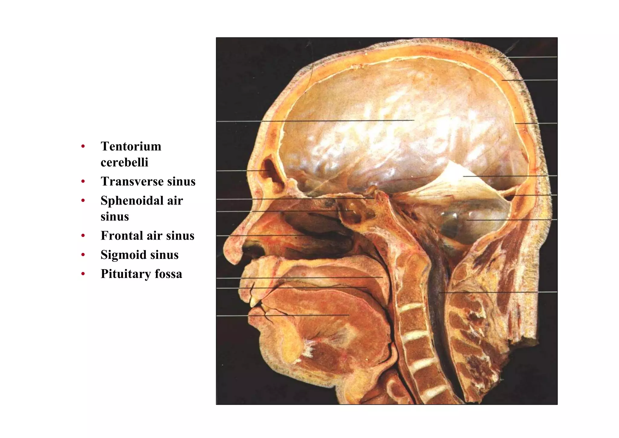 Pituitary gland anatomy | PDF