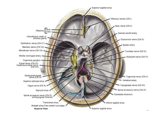 Pituitary gland anatomy | PDF