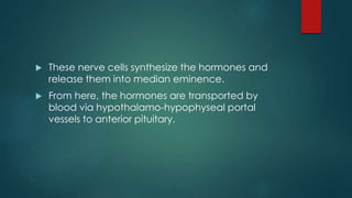  These nerve cells synthesize the hormones and
release them into median eminence.
 From here, the hormones are transported by
blood via hypothalamo-hypophyseal portal
vessels to anterior pituitary.
 