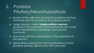 2. Posterior
Pituitary/Neurohypophysis
 Bodies of the cells that secrete the posterior pituitary
hormones are not located in the pituitary gland.
 Large neurons, called magnocellular neurons,
located in the supraoptic and paraventricular nuclei
of the hypothalamus synthesise post pitutary
hormones.
 Hormones are then transported in the axoplasm of
the neurons
 Nerve fibers passing from the hypothalamus to the
posterior pituitary gland carry the hormones.
 