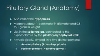Pituitary Gland (Anatomy)
 Also called the hypophesis
 Measures about 1 centimeter in diameter and 0.5
to 1 gram in weight
 Lies in the sella turcica, connected to the
hypothalamus by the pituitary/hypophysial stalk.
 Physiologically, divided into two distinct portions:
1. Anterior pituitary (Adenohypophysis)
2. Posterior pituitary (Neurohypophysis)
 