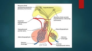 pituitaryglandanatomy.pdf