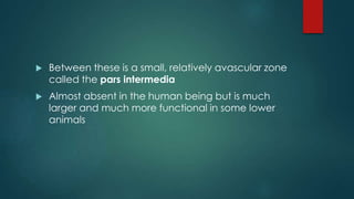  Between these is a small, relatively avascular zone
called the pars intermedia
 Almost absent in the human being but is much
larger and much more functional in some lower
animals
 