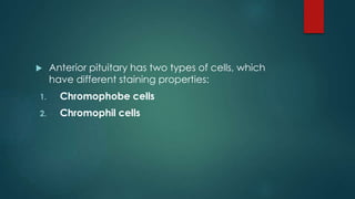 Anterior pituitary has two types of cells, which
have different staining properties:
1. Chromophobe cells
2. Chromophil cells
 