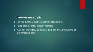 1. Chromophobe Cells
 Do not possess granules and stain poorly.
 Form 50% of total cells in anterior
 Are not secretory in nature, but are the precursors of
chromophil cells
 